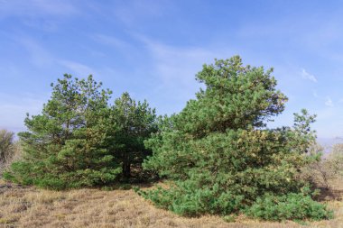 Sonbaharda mavi gökyüzüne karşı yeşil çam ağaçları
