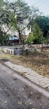 Maymunlar birbirleriyle oynuyorlar ve sabah manzarasının tadını çıkarıyorlar. 