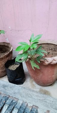 Kilit altındayken bu bitki tutku çiçekleriyle süslenir.