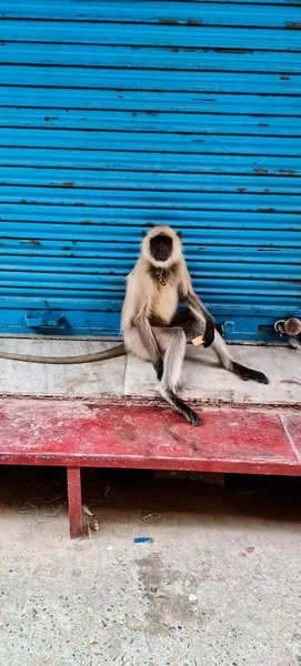 Macaco Rosto Preto Raro Sentado Fora Loja — Fotografia de Stock