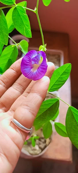 Hermosa Flor Guisante Azul Con Dedo —  Fotos de Stock