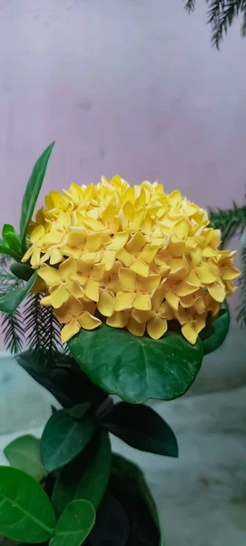 Mooie Gele Ixora Bloemen Bloeien — Stockfoto