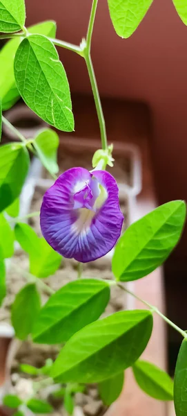 Hermosa Flor Guisante Azul Con Hojas Verdes —  Fotos de Stock