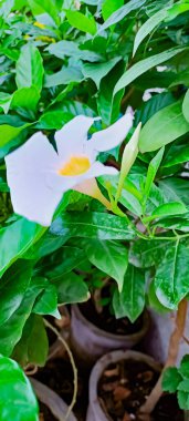 Güzel beyaz çiçeklerden biri sarmaşık Bir sürü beyaz çiçek ve tomurcuk 