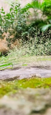 Güzel doğa kuru otlar yerde.