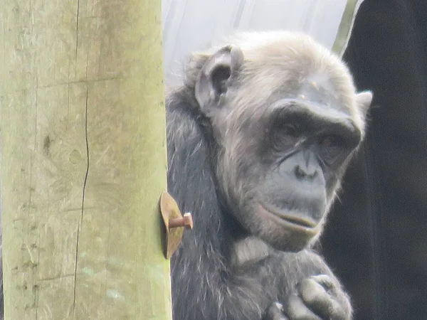 Χιμπατζής Που Κάθεται Σταυρωμένα Χέρια Κοιτάζοντας Γύρω Από Ξύλινο Δοκάρι — Φωτογραφία Αρχείου