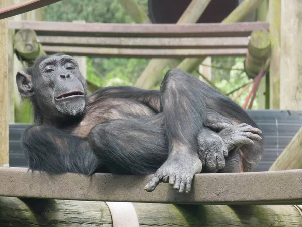 A chimpanzee or chimp is lying on the back and relaxing. High quality photo