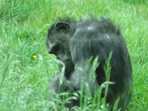 alpha male chimpanzee resting on tree trunks. High quality photo