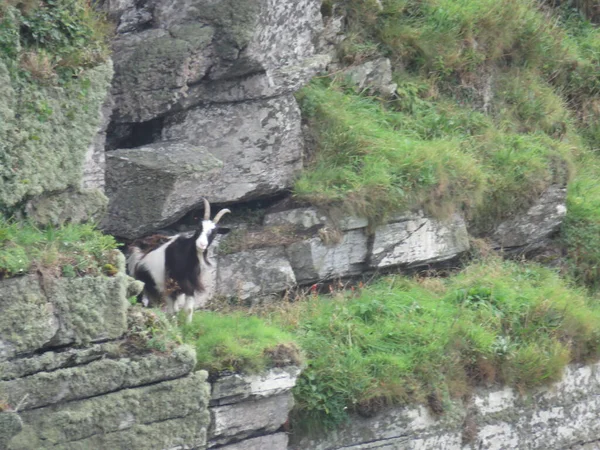 Lynton Devon UK Valley of the Rocks — стокове фото