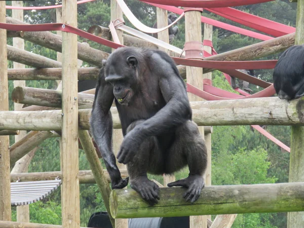 エンクロージャ内のログ上の登山装置のチンパンジー 高品質の写真 — ストック写真