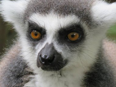 Halka kuyruklu bir lemur kameraya bakıyor.