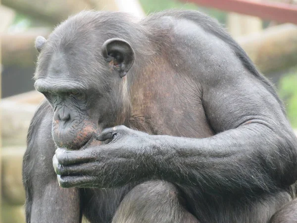 Chimpancé en aparato de escalada en troncos en recinto — Foto de Stock