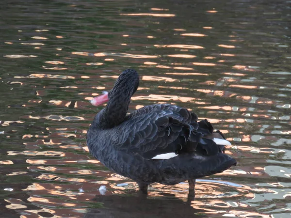 Black Swans on brook river in Dawlish Devon West country England — Stock Photo, Image