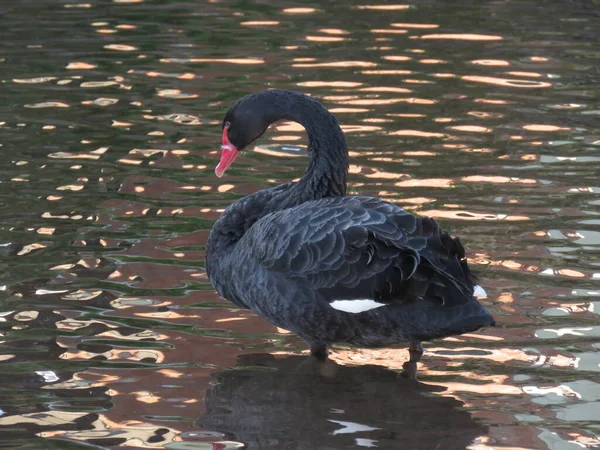 Black Swans Brook River Dawlish Devon West Country England Foto —  Fotos de Stock