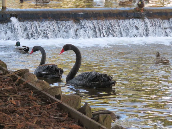 Black Swans Brook River Dawlish Devon West Country England High — Stock Photo, Image