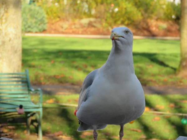 Schöne Und Lustige Möwe Auf Grünem Gras Ein Einzelner Möwenvogel — Stockfoto