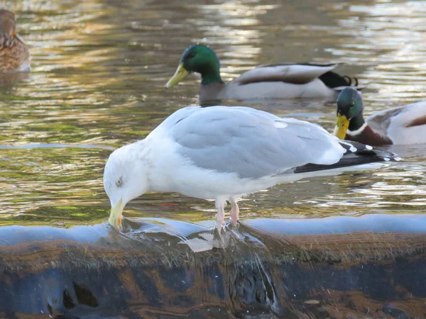 Beautiful Funny Seagull Green Grass Single Seagull Bird Standing Grass — Stock Photo, Image