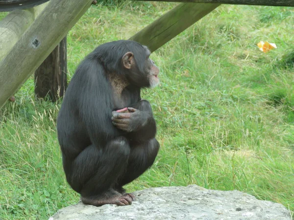 Chimpanzé pensando sobre a vida enquanto sentado em uma rocha — Fotografia de Stock
