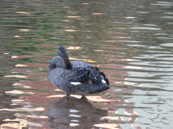 Black Swans on brook river in Dawlish Devon West country England — Stock Photo, Image