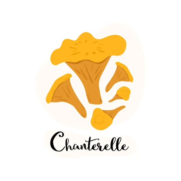 Chanterelle Gomba Egy Készlet Chanterelles Gomba Fehér Háttérrel Lapos Vektor — Stock Vector