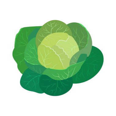 Beyaz arka planda izole edilmiş taze yeşil lahananın düz vektör çizimi. Çiftçi pazarı için lahana ya da vejetaryen salata tarifi..