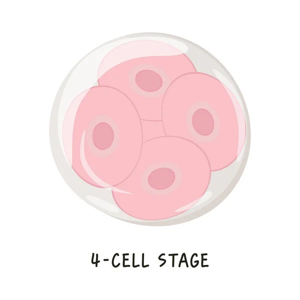 受精卵から胃までのヒト胚発生やヒト胚発生のフラットベクター医療イラスト 4セルのステージ 白い背景に孤立した図面 — ストックベクタ