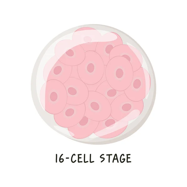 ヒト胚発生のフラットベクター医療イラスト 軟体動物や胚細胞は16個の細胞で構成されており 受精卵の分化の段階である 白地に孤立したドローイング — ストックベクタ