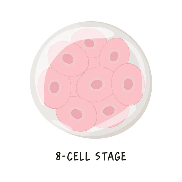受精卵から胃までのヒト胚発生やヒト胚発生のフラットベクター医療イラスト 8セルのステージ 白い背景に孤立した図面 — ストックベクタ