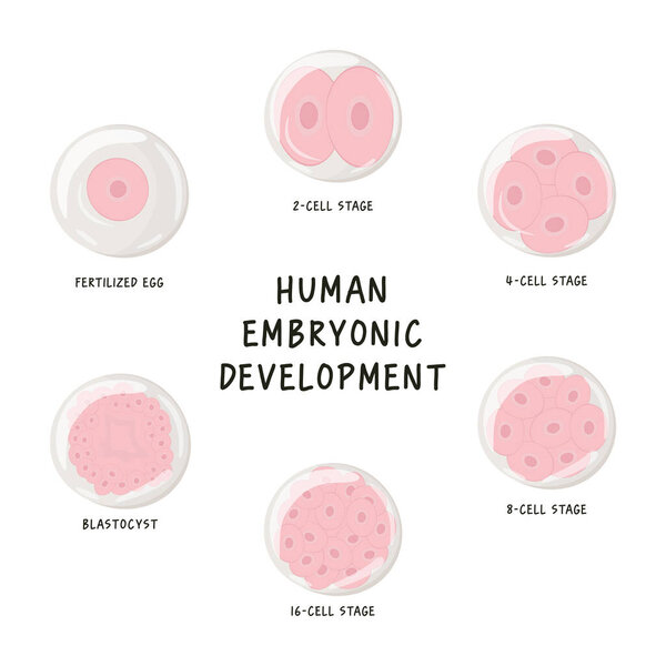 Плоская векторная медицинская иллюстрация эмбрионального развития человека. От оплодотворенной яйцеклетки до бластоцисты. Изолированный дизайн на белом фоне.