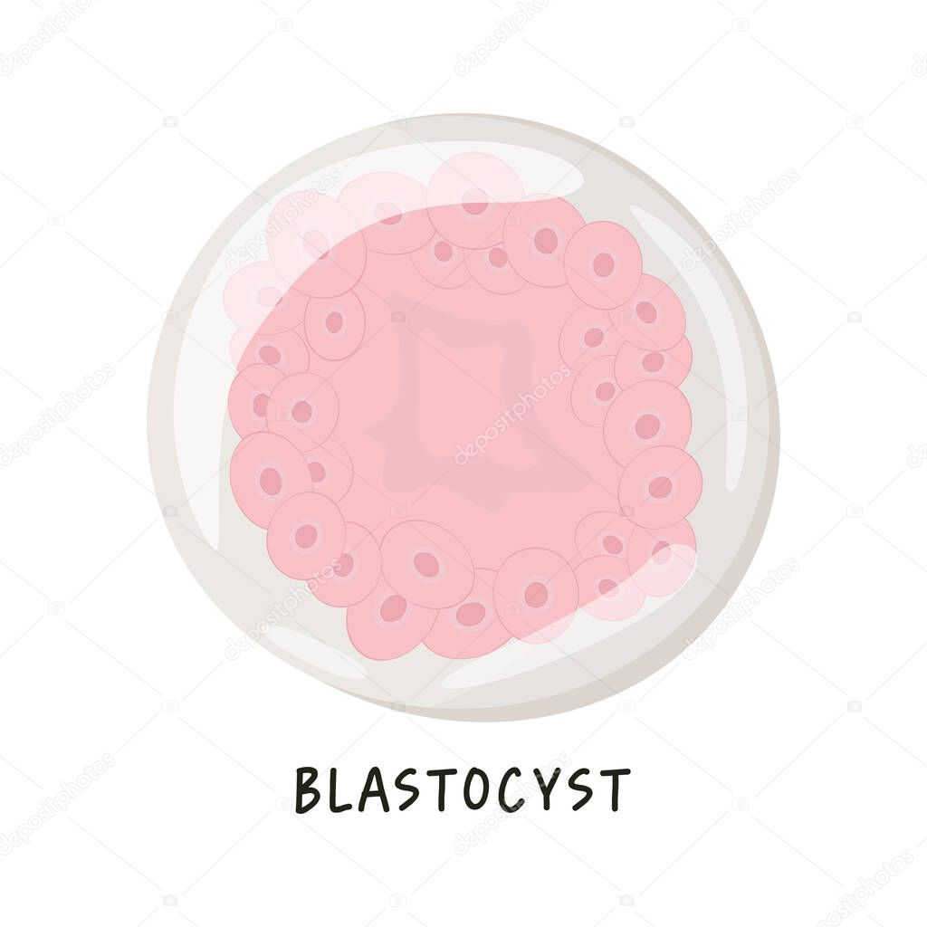 Flat vector medical Isolated illustration of human embryonic development. Blastocyst. Hollow sphere of cells surrounding a cavity blastocoele. stage of segmentation of a fertilized ovum. 
