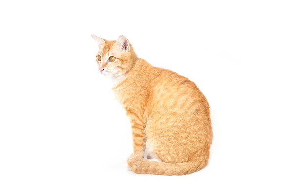 stock image Orange little Cat on white background