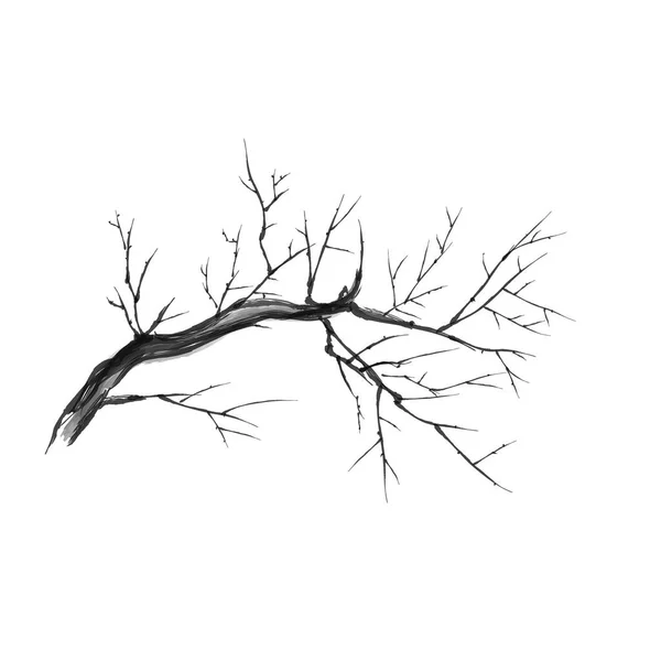 裸枝隔离矢量轮廓图形 关闭干枯的树枝 矢量说明 — 图库矢量图片