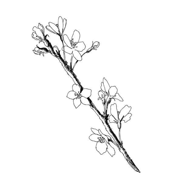 Hand Drawn Realistic Cherry Branch Blossom Isolated White Background Branch — Stock Vector