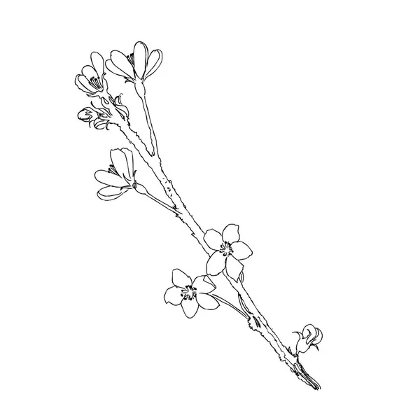 Ручной Рисунок Реалистичный Цветок Вишни Выделенный Белом Фоне Ветвь Сакуры — стоковый вектор