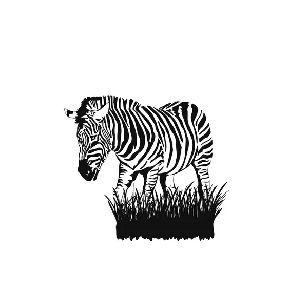 Grafický Náčrt Zebra Stojí Trávě Izolované Bílém Pozadí Vektor — Stockový vektor