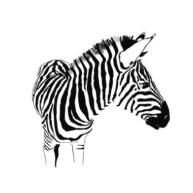 Beyaz arkaplanda izole edilmiş vektör zebra, grafik çizimi