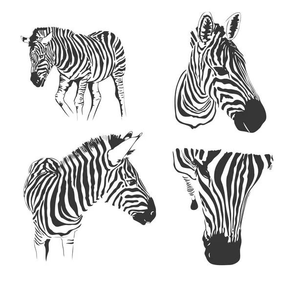 Graphical Set Zebras Isolated White Background Vector Hand Drawn Illustration — Stock Vector