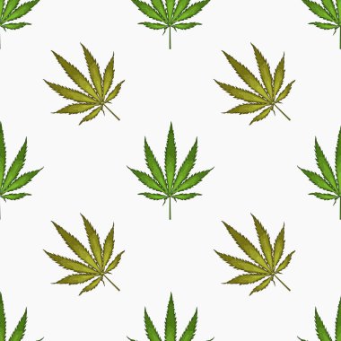 Kenevir yaprağı yapraklarıyla kusursuz desen. Esrar bitkisinin arka planı. El çizimi stili. Vektör