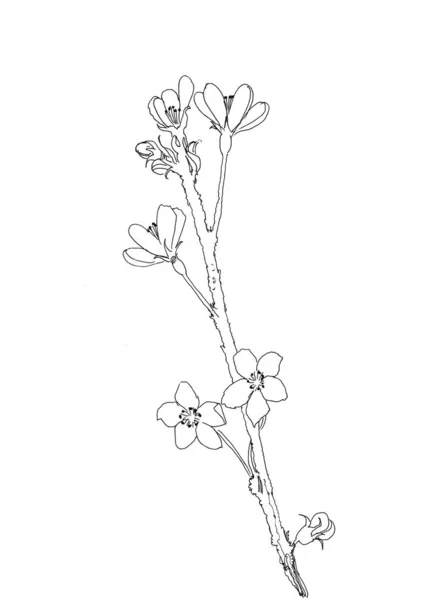Flor de rama de cerezo realista dibujada a mano aislada sobre fondo blanco. La rama sakura - el árbol que florece. Ilustración formato jpg —  Fotos de Stock