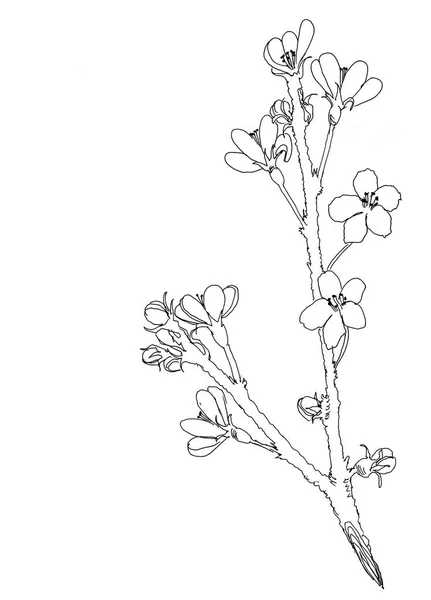 Hand dras realistisk körsbär gren blomma isolerad på vit bakgrund. Branch sakura - blommande träd. Illustration jpg format — Stockfoto