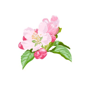Çiçek açan kiraz ya da elma çiçeği. Suluboya ile izole edilmiş el yapımı sanat. Vektör