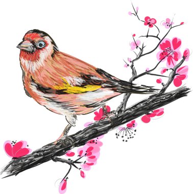 Saka kuşu kuş çiçeği şube sakura üzerinde.