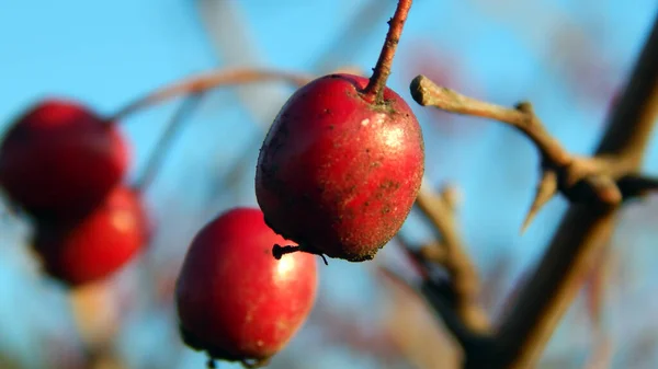 Sonbaharda dikenli çilek.