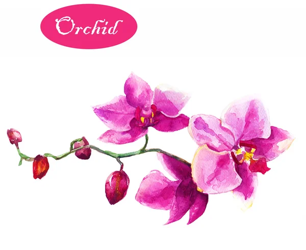 Watercolor orchid flowers — Stock Photo, Image