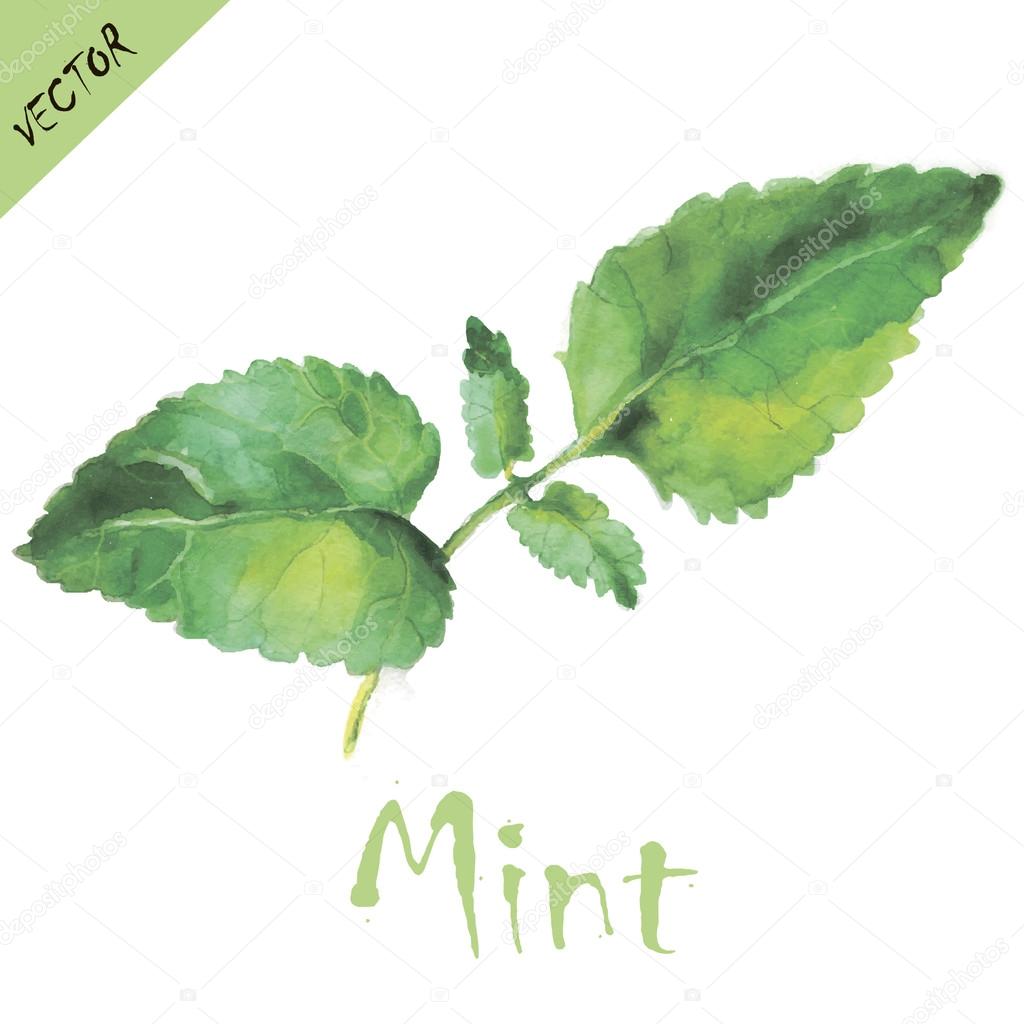 Mint leaves in watercolors.