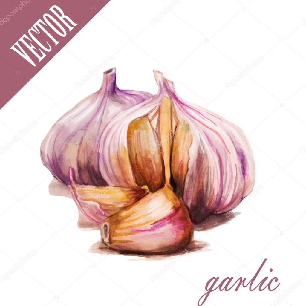 Hand drawn watercolor Garlic