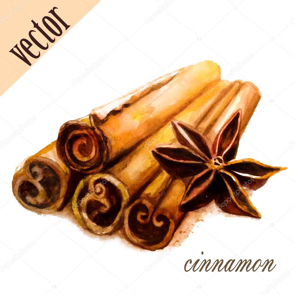 watercolor cinnamon isolated