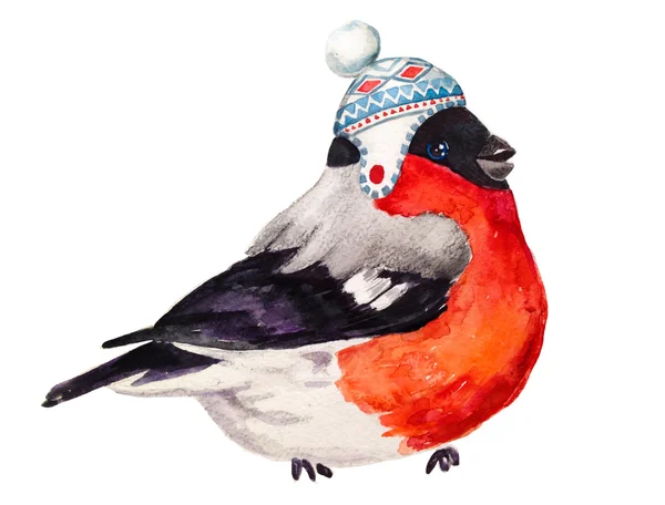 Watercolor bullfinch in hat — Stock Photo, Image