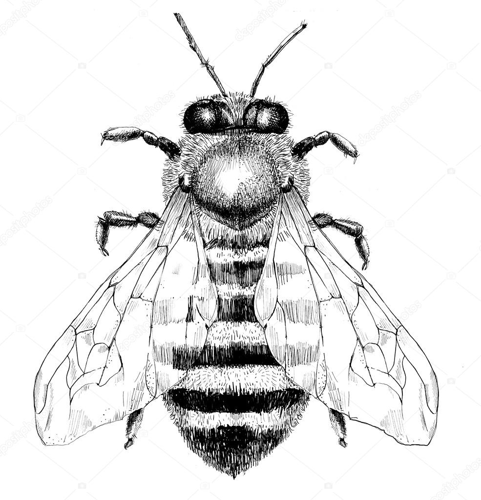 big monochrome bee