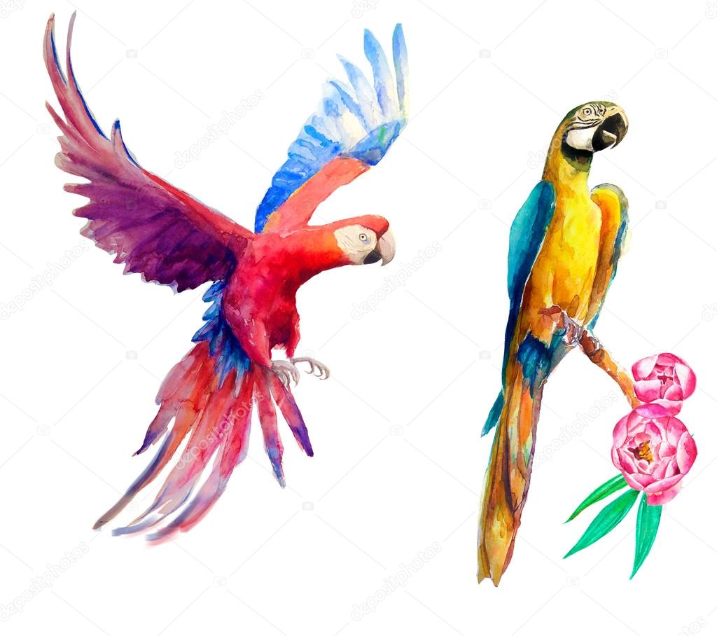 two watercolor parrots